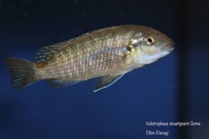 Iodotropheus stuartgranti 'Gome'